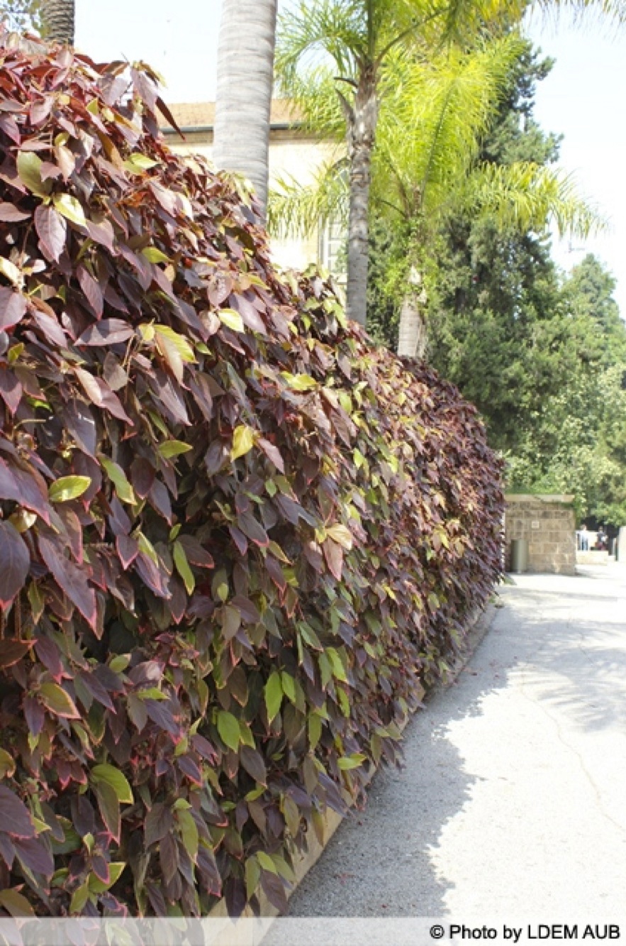 Variegated Copper Leaf