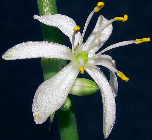 Chlorophytum comosum - Wikipedia