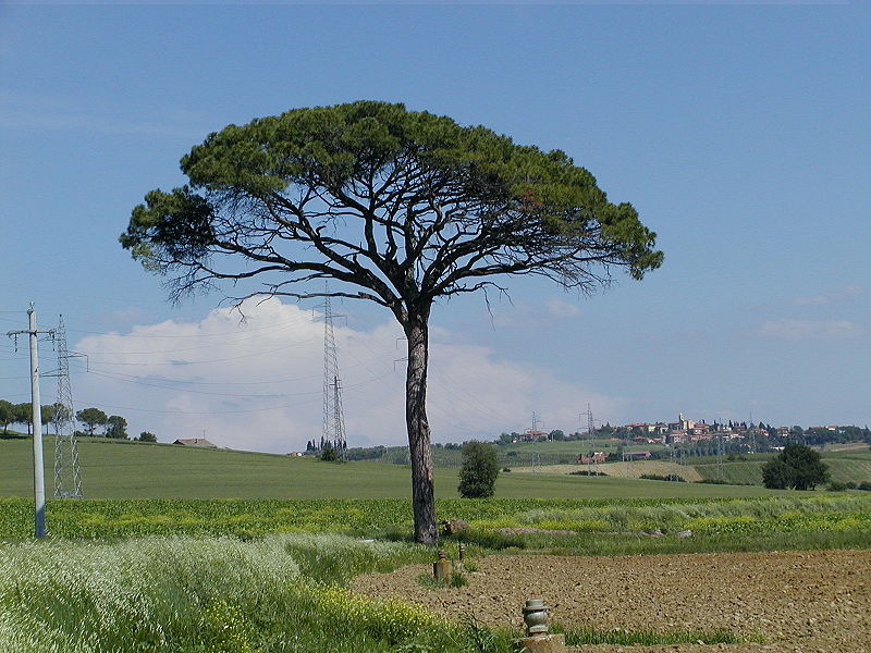 Pignon (pin) — Wikipédia